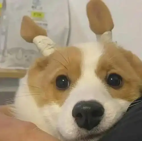 这组用来做wechat头像也很棒