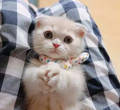 野外捡到一只萌萌哒的小奶猫,如何才能照顾好它呢