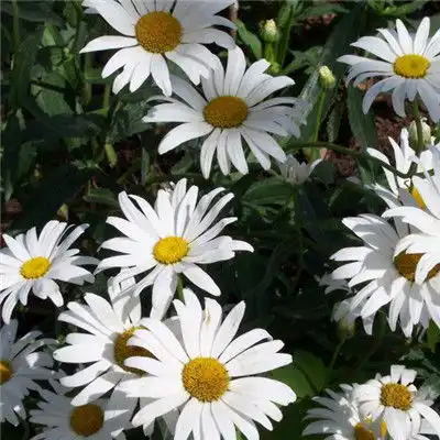 白色的花朵头像图片,个性美丽的雏菊图片