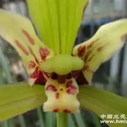 特壮春兰极品大黄花三星