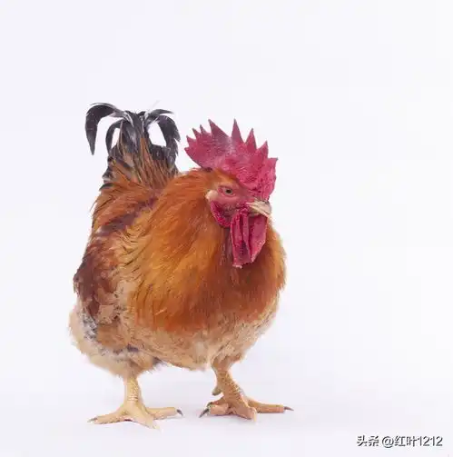 12生肖中的龙来自哪里今日头条