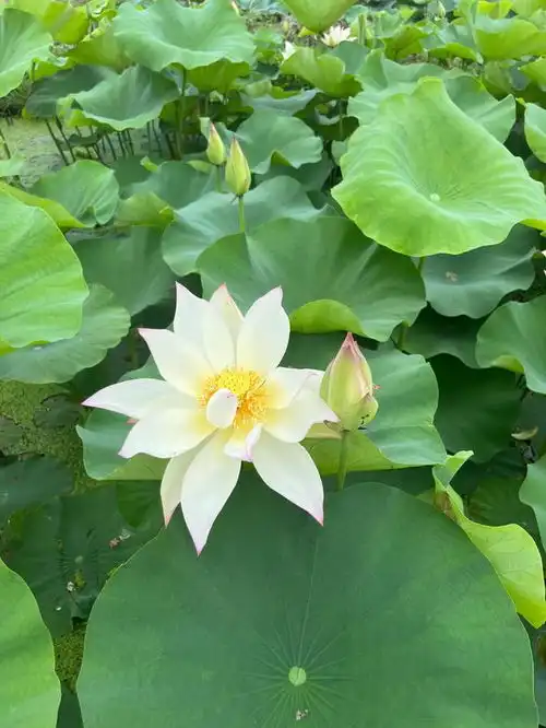 图集13种荷花美图,承包你一年微信的头像