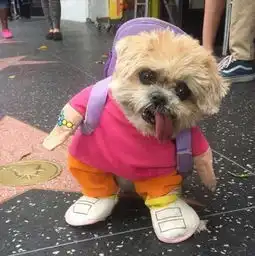 搞怪女生头像图片狗子