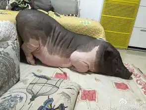 北京女子与170斤宠物猪同床而眠,你怎么看