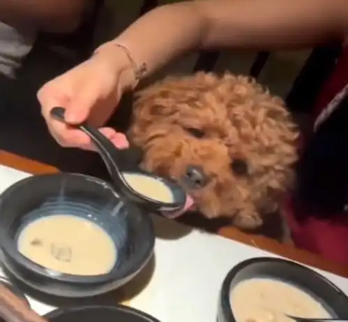 江苏一女子用餐厅勺子舀汤喂狗,还发朋友圈炫耀,店长餐具已扔