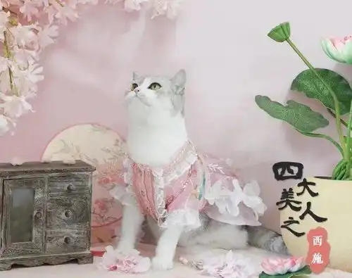 可怕的宠物吃播