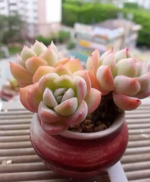 早安心语优美的语句带图片