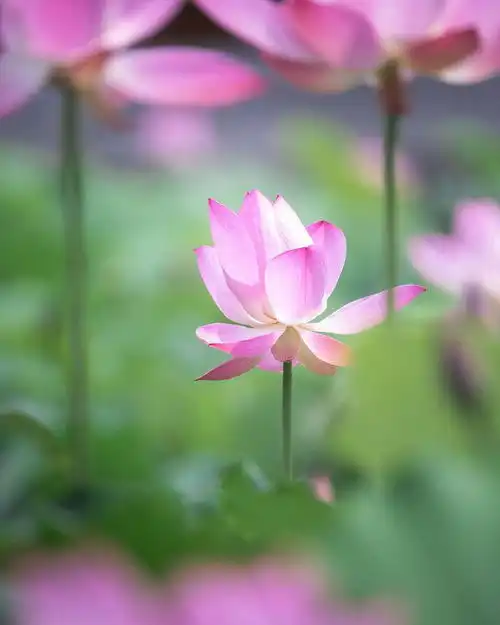 11个荷花摄影技巧,荷花照片拍好看,很简单