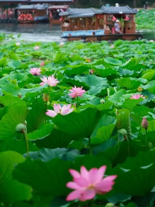 周末好去处北京10个公园荷花盛放,妈妈的头像又可以上新了