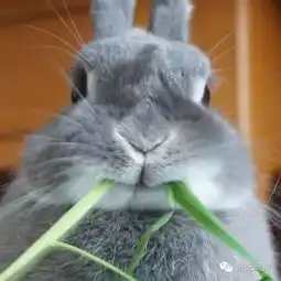 作为兔子,呆萌是第一要务