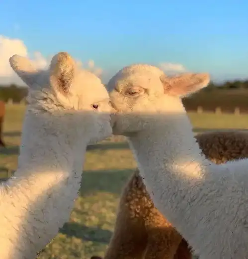 今日头像新年快乐见者有份