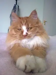 猫猫大合辑第1季超级表情猫李小美o