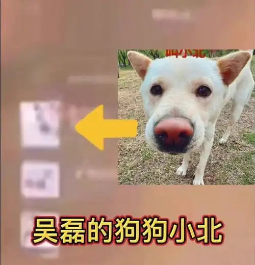 吴磊置顶头像引争议,又被扒出与向涵之同款服饰,粉丝帮忙澄清