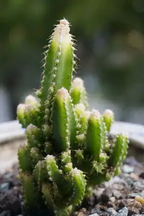 一对男女搬着书本堆高让盆栽吸收阳光ai素材免费下载红动中国