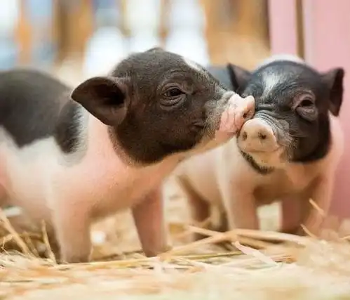 头像女生宠物小香猪