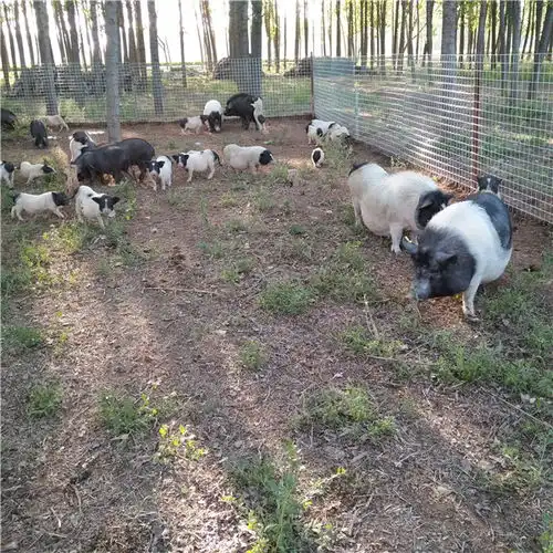 今年小香猪价格多少