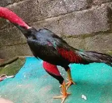 黄页88高清图片