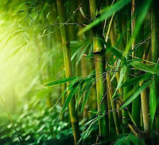 中老年头像大全竹报平安,绿色竹林竹子微信头像