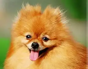 九大最粘人的宠物,二哈上榜,你最喜欢哪一种