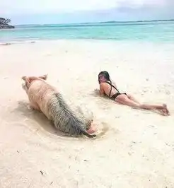 阳光沙滩海浪美女,现在连猪的工作环境都这么好了吗