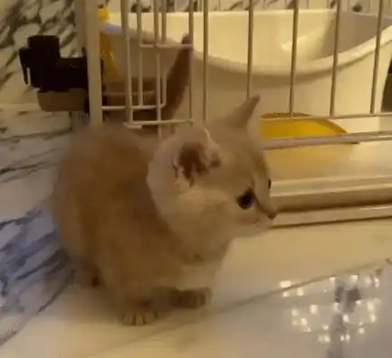 王思聪新宠起名桃桃酱,像女友黏在身上,被网友调侃喜新厌旧