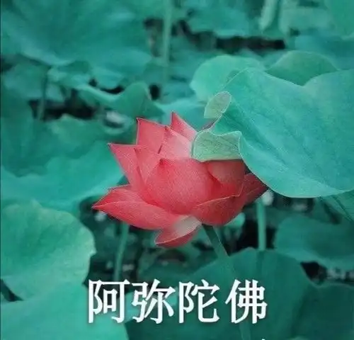 微信头像莲花大全