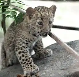 济南动物园繁育一级保护动物金钱豹幼崽