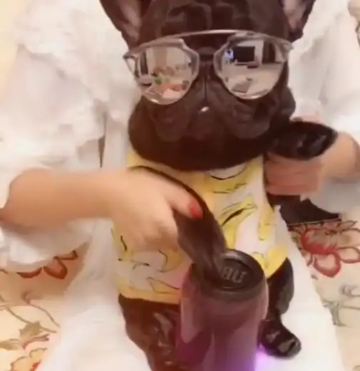 狗狗和主人在家k歌,敲打着音乐鼓,还酷酷的戴着墨镜