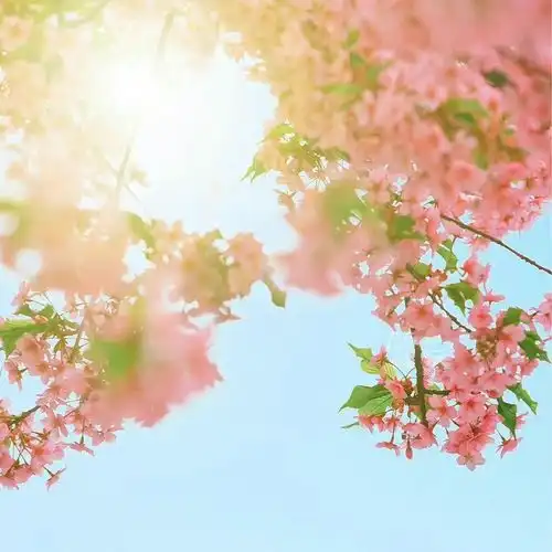 2023最新繁花盛开风景头像