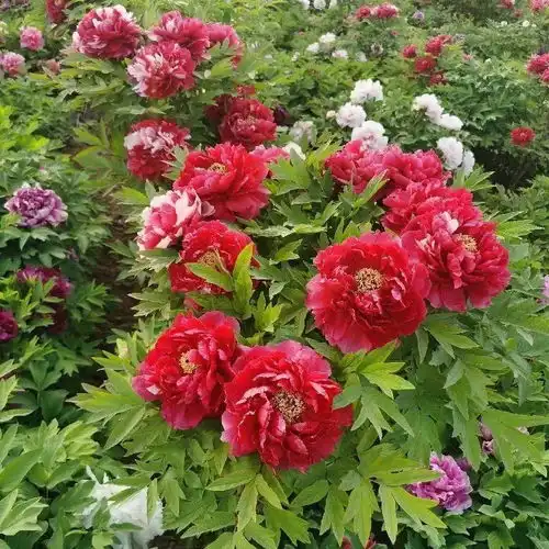 这花只能秋天养,埋土里就活,晚了再等一整年