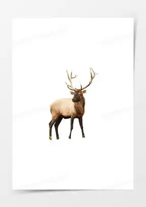 吉祥鹿图片头像2024合集