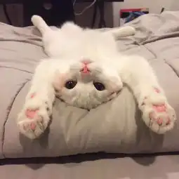 虞城在线