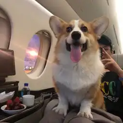 王思聪斥重金买2只鸭子当宠物,看看这些年他养过的宠物们