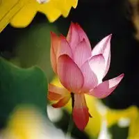 佛头像图片大全意境莲花微信头像图片大全