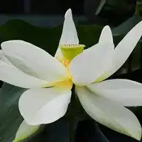 最新莲花图片唯美头像微信头像图片大全