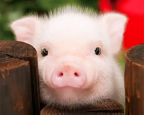 女人最吉利微信头像姓氏