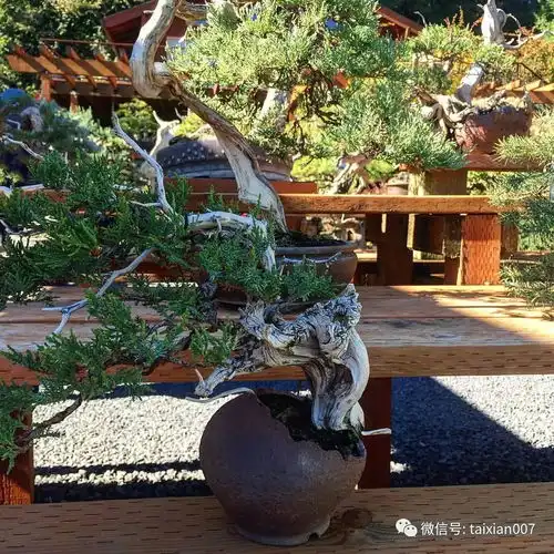 寻一处院子,开个盆景工作室,余生不争,贩卖诗意生活