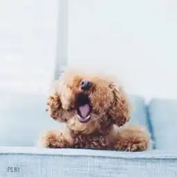 萌萌哒泰迪可爱微信头像