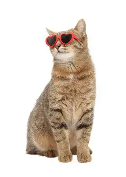 戴墨镜的猫咪情侣头像