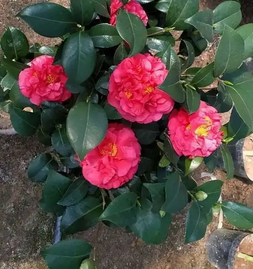 茶花新品种克瑞墨大牡丹,雍容华贵,又香又美,好养易打理