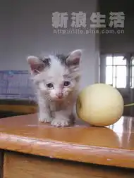 美女小奶猫找妈妈1