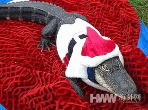 女子把鳄鱼当宠物养11年每天抱怀里到处逛