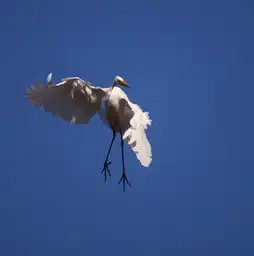 独舞蓝天及头像大白鹭