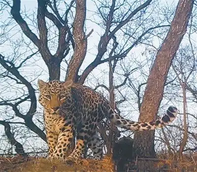 生态逆转,华北豹王者归来