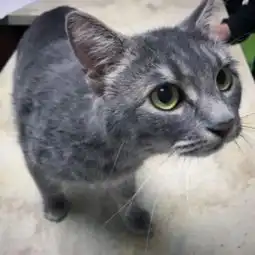 害羞猫妈妈为了孩子,主动找到好心人,希望能够被收养