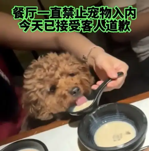 女子偷偷带狗狗进餐厅,竟然和狗狗共用餐具,这是什么情况