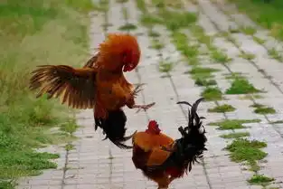 丽江农村7大凶兽