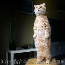 我靠有美女哪呢哪呢