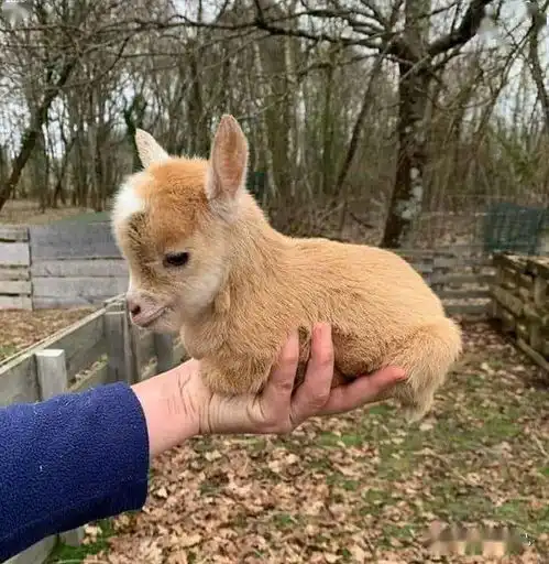 动物幼崽能有多可爱这波奶猫奶兔奶水獭,看完被狠狠治愈了