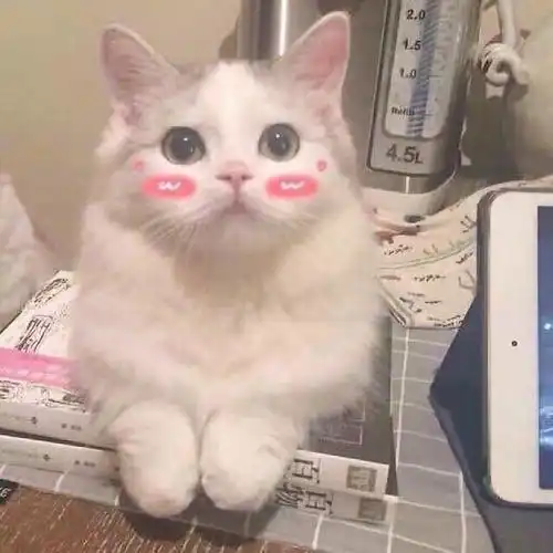 女生头像带花真人猫咪